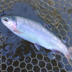 大安トラウトレイク釣果